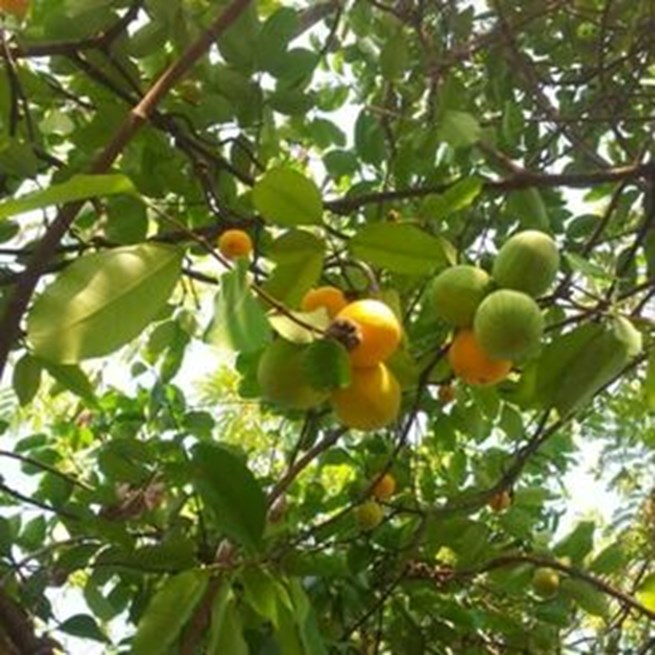 Guồi