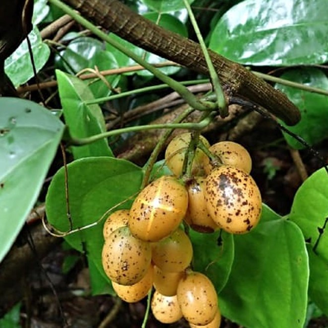 Hoàng Đằng